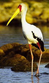 kuala lumpur bird park