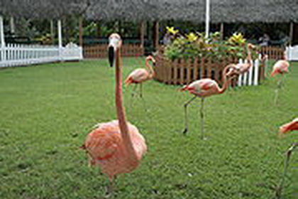 адрастра (парковый и зоологический центр). багамы