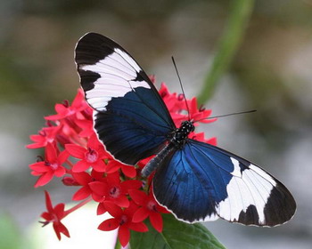 butterfly world. майами