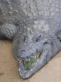 национальный парк - какаду (kakadu national park)