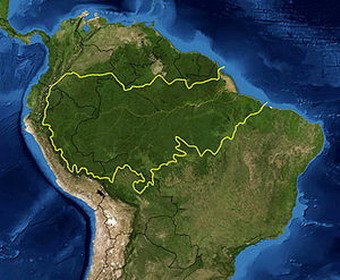 дождевые леса амазонии