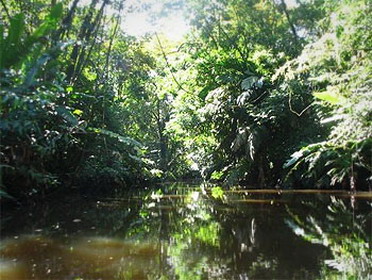 национальный парк жау. бразилия