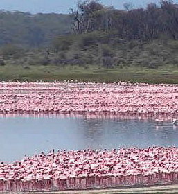 национальный парк танзании – килиманджаро
