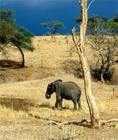 национальный парк танзании – серенгети