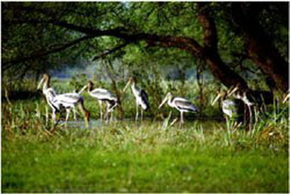 национальный парк - кеоладео гана