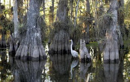 национальный парк эверглейдс–everglades national park