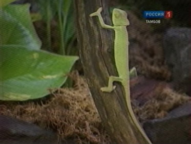 в зоопарке тгу им. державина